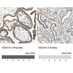 Nope/IGDCC4 Antibody, Novus Biologicals 0.1mL; Unlabeled:Antibodies, Polyclonal